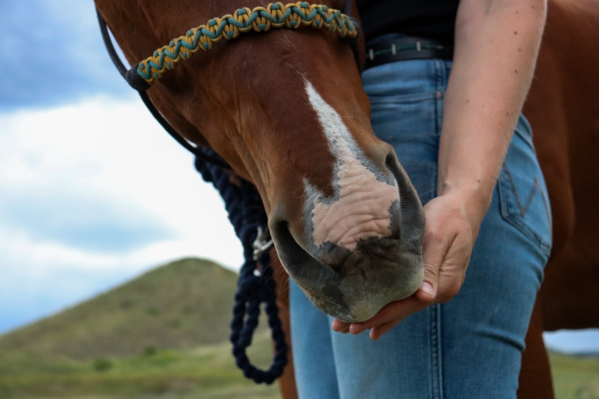 Chestnut horse eats a treat out of a woman's hand